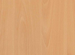 Ellmau Beech (1)